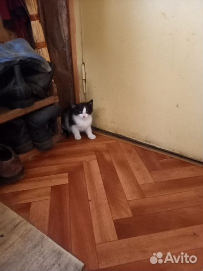 Котёнок в добрые руки