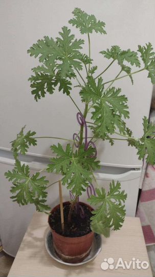 Герань душистая лимонная