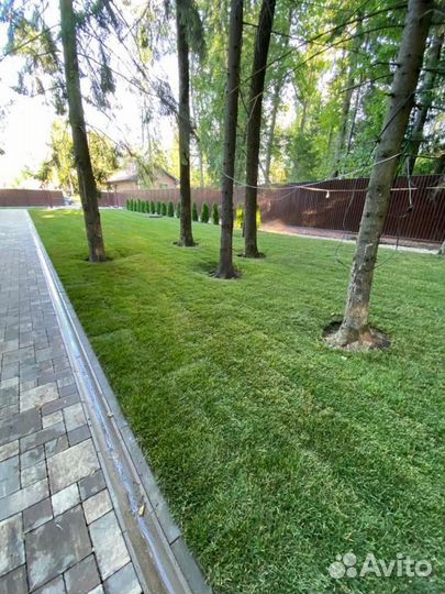 Рулонный газон