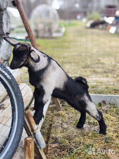Козлик нубийский процентный