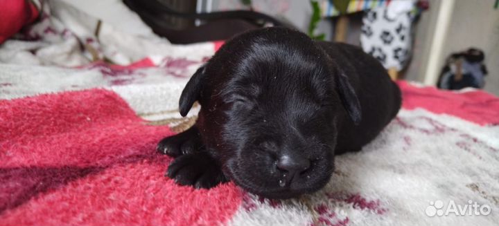 Щенки лабрадора