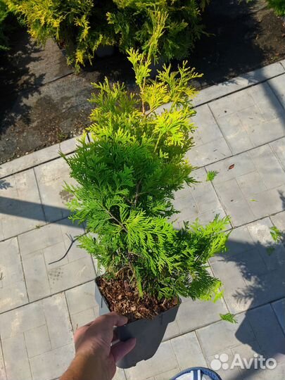 Туя голден брабант