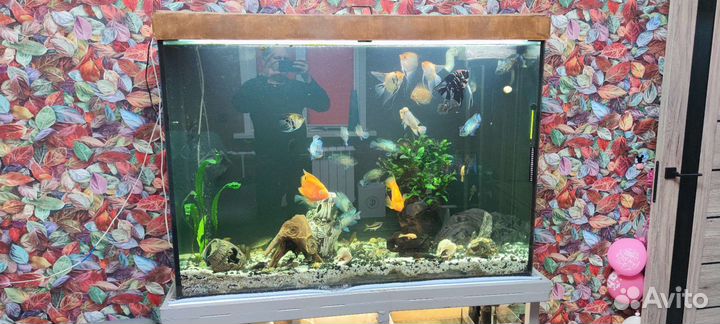Аквариум