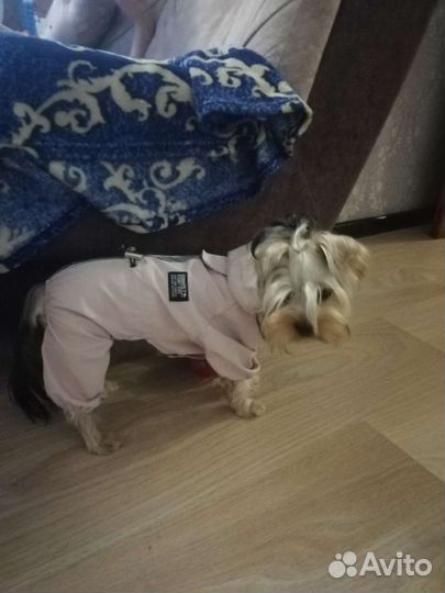 Дождевик для собак