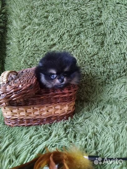 Померанский шпиц медвежьего типа