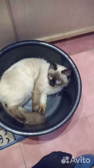 Кошка в дар