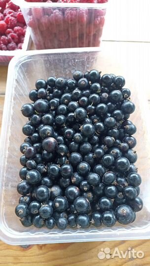 Малина. Красная и чёрная смородина ягоды