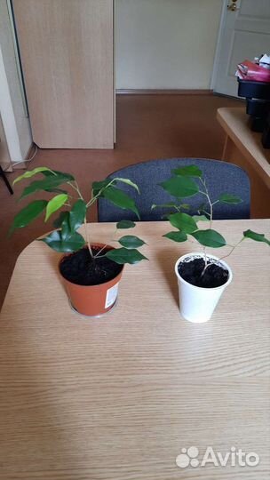 Фикусы сортовые Хлорофитум хохлатый