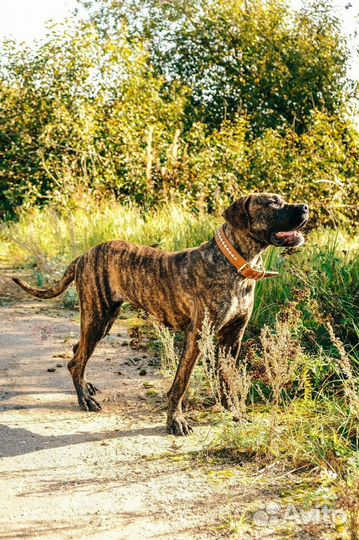 Алано Эспаньол