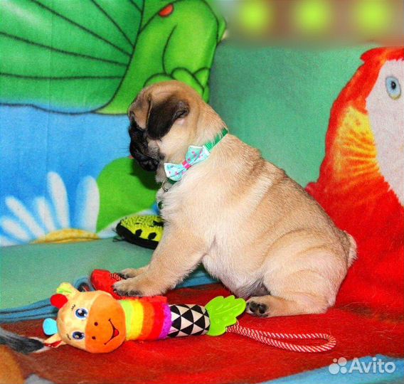 Щенки мопса Мальчики