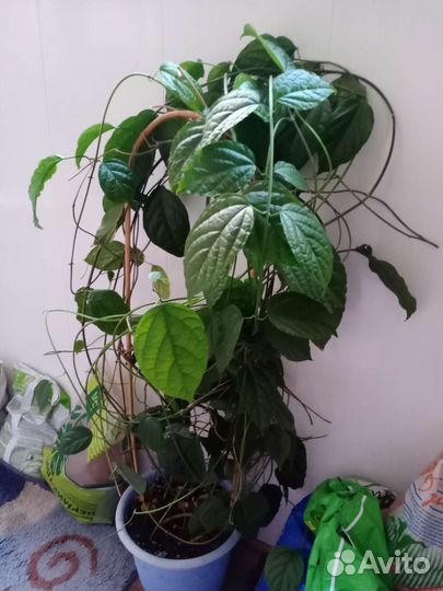 Клеродентум,обовата вар.,сциндапаус,филодендрон