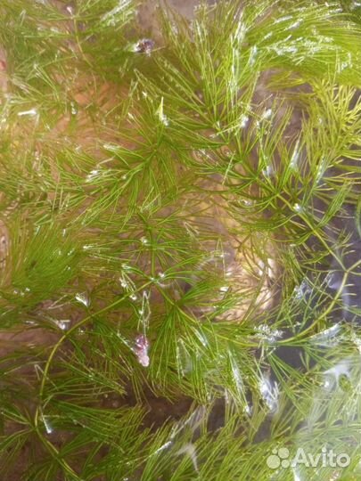 Растения в аквариум