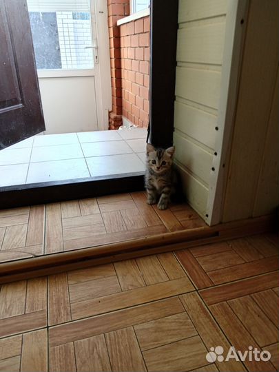 Котята в дар