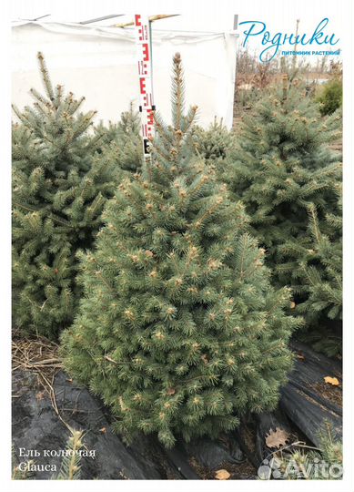Ель колючая Глаука зелёная