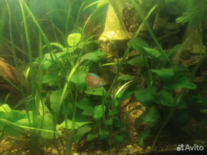 Аквариумные рыбки