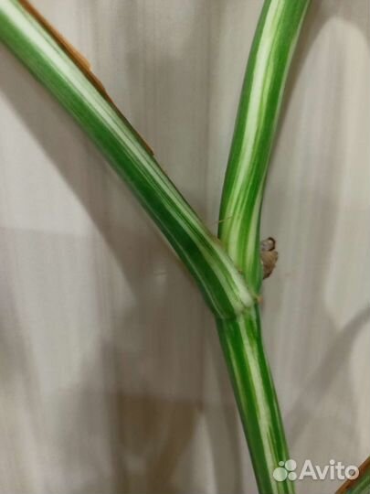 Монстера вариегатная альба