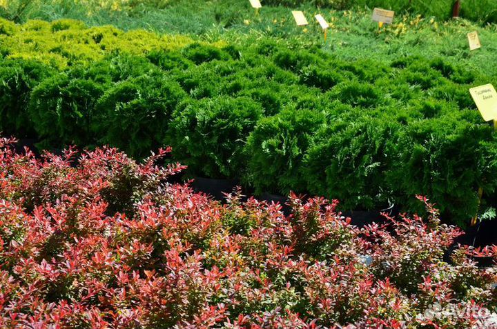 Туя западная Даника шаровидная