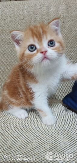 Шотландские прямоухие котята