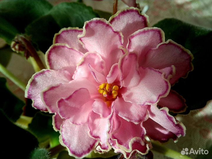 Сортовые фиалки