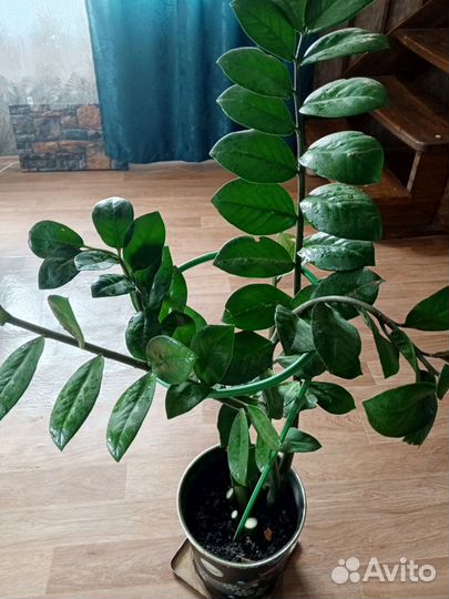 Замиокулькас