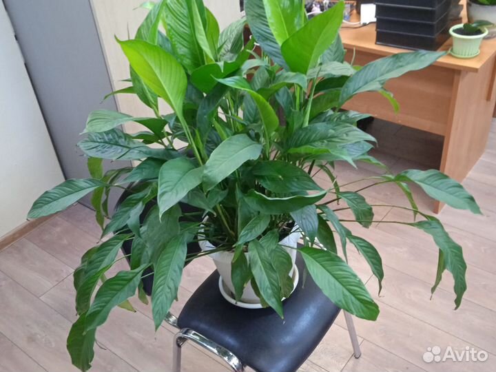 Спатифиллум