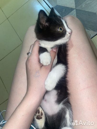 Кошки