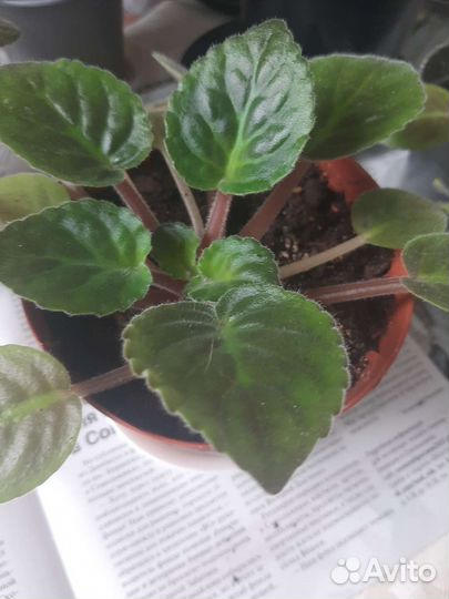 Спатифиллум, фиалки, крассула, эсхинантус