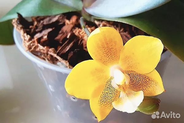 Орхидея фаленопсис Желтый шоколад KS Balm 
