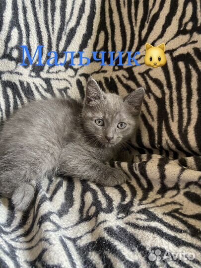 Отдам котят в добрые руки