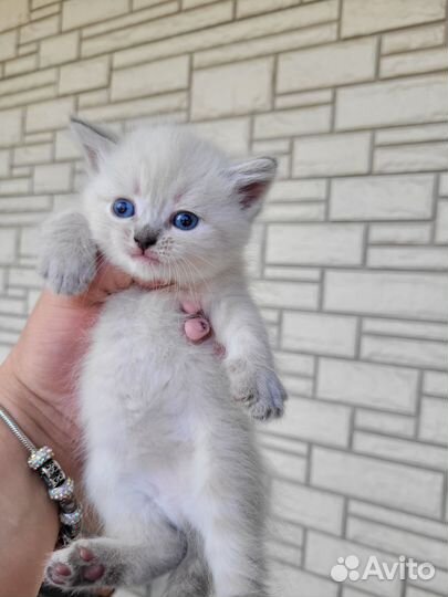Шотландские котята