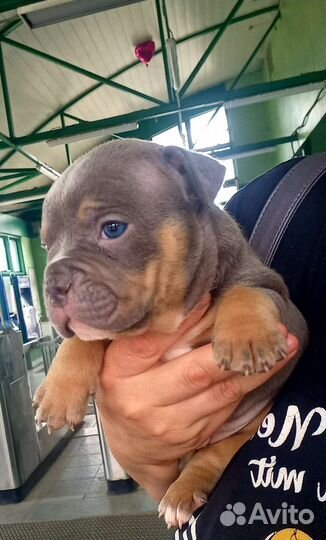 Американский булли покет девочка