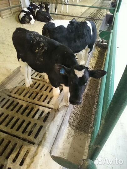 Телята бычки