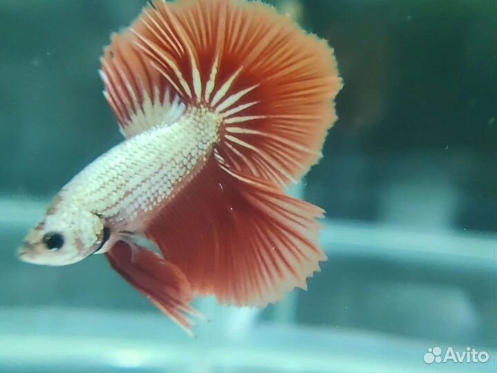 Петушок рыбка HM дракон