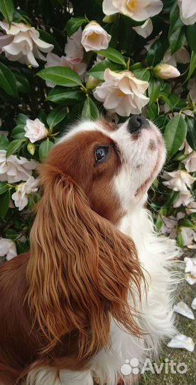 Кавалер кинг чарльз спаниель