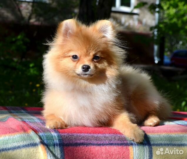 Померанский шпиц мини мальчик