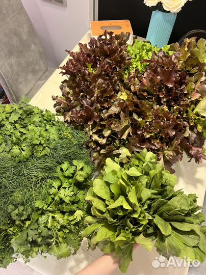 Домашняя зелень