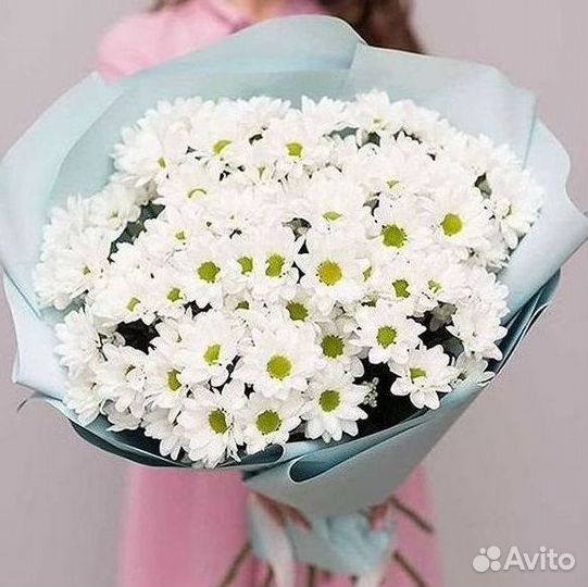 Хризантема