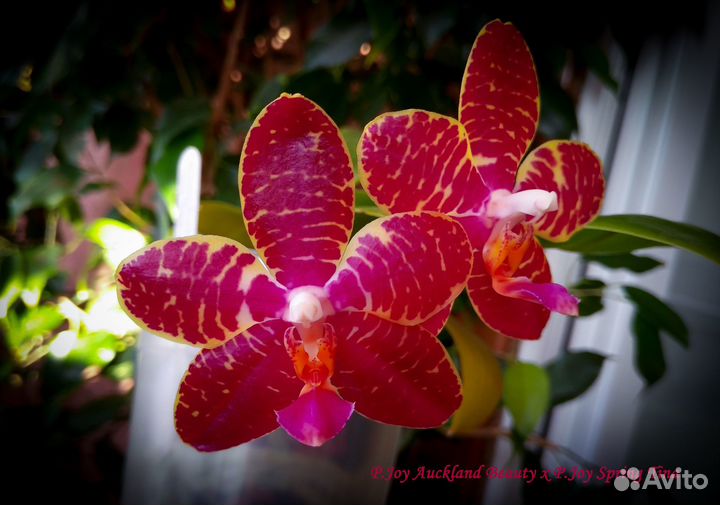 Орхидея Phal. Palace Reef, LD Gigan Sun и другие