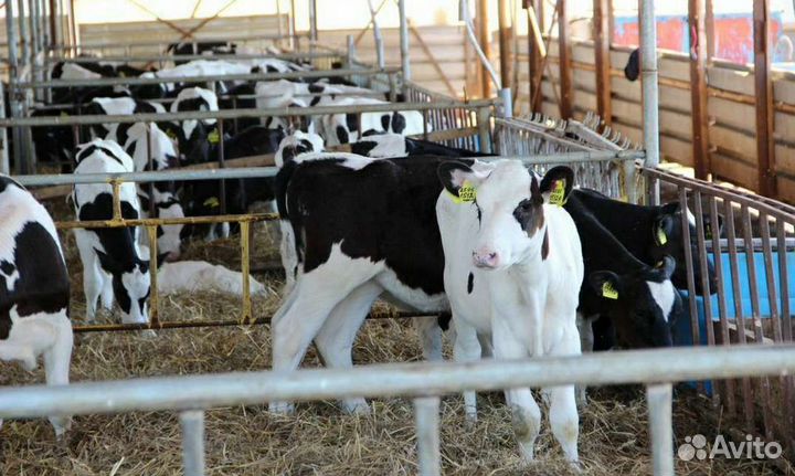 Холмогоры Голштины Бычки Тёлки