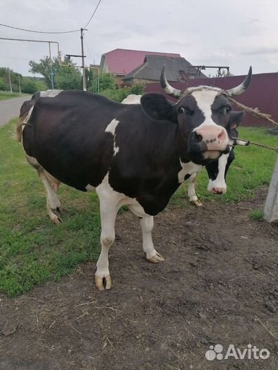 Корова высокоудойная