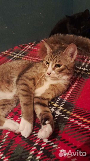 Молодой ласковый котик 10 месяцев
