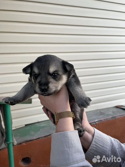 Щенки помесь лайки и хаски