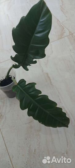 Филодендрон