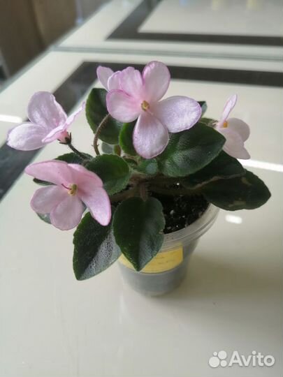 Мини фиалка Дюймовочка