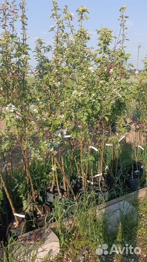 Саженцы плодовых деревьев