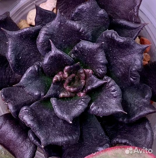 Echeveria Super Bowl