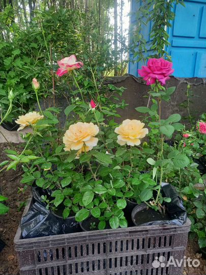 Саженцы:роз.плодовых.хвойных