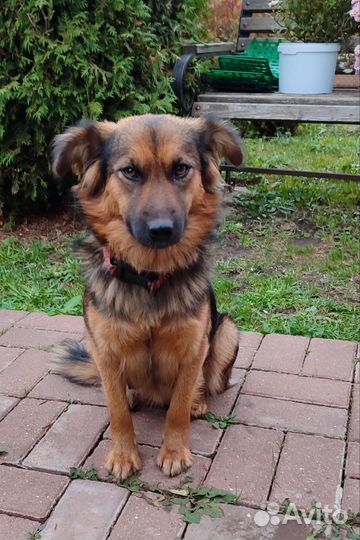 Отдам щенка в добрые руки