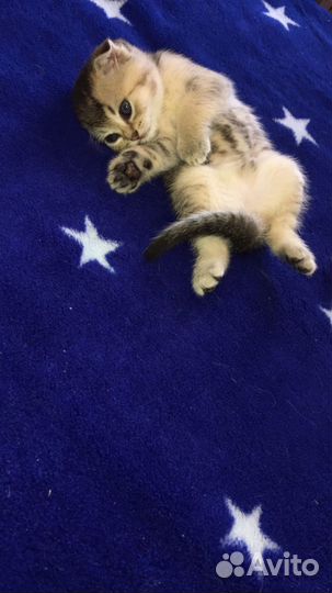 Котята шотландцы вислоухие и прямоухие