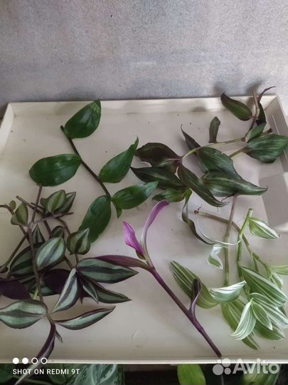 Наборы цветов за 150